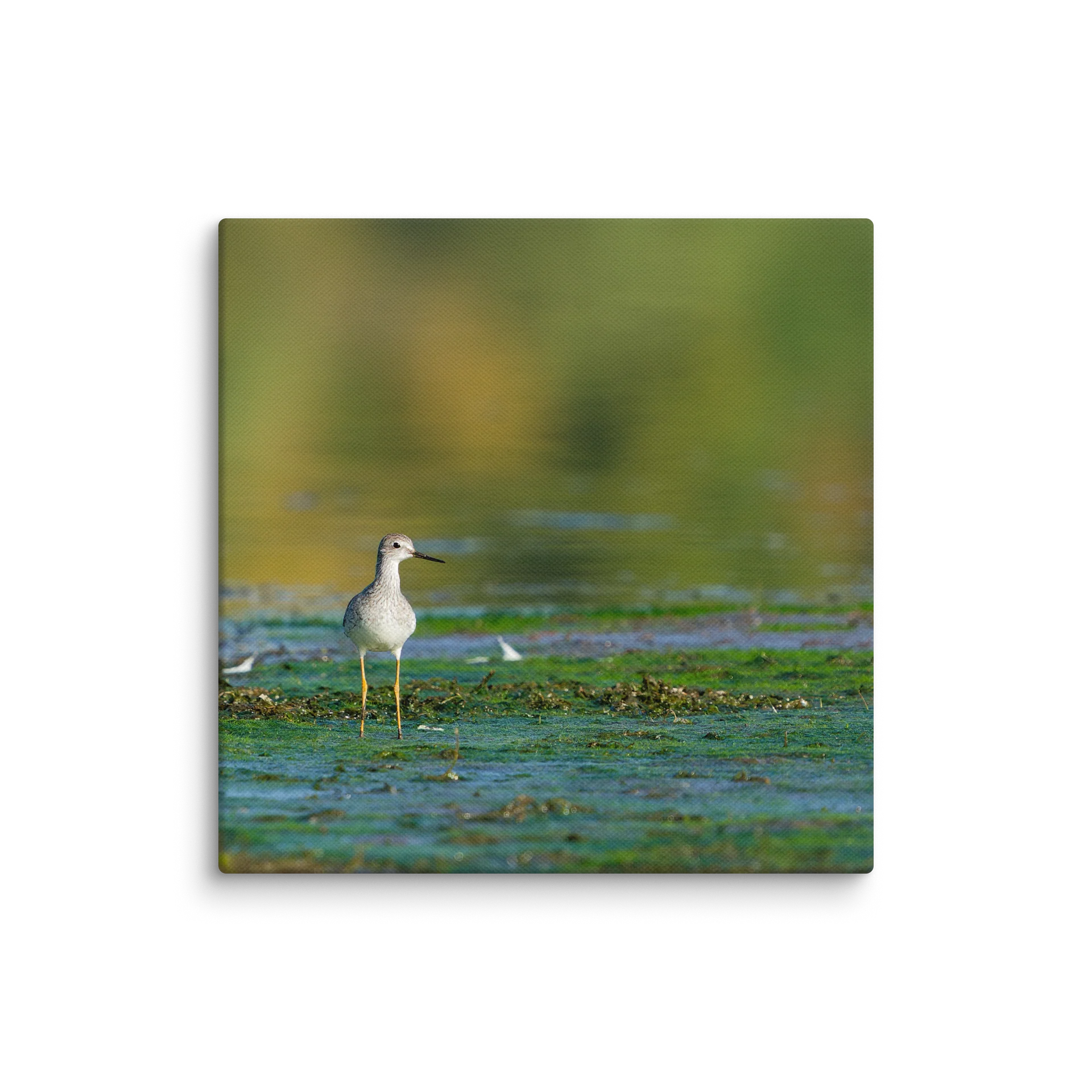 Yellowlegs in Green Algea product image (1)