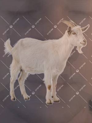 GOAT KNOWER