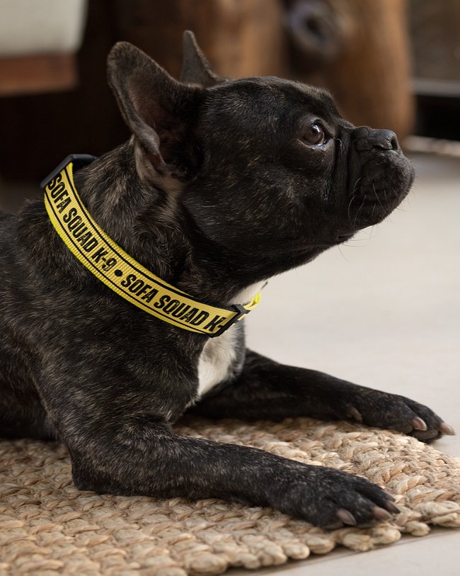 Pet Gear & Accessories