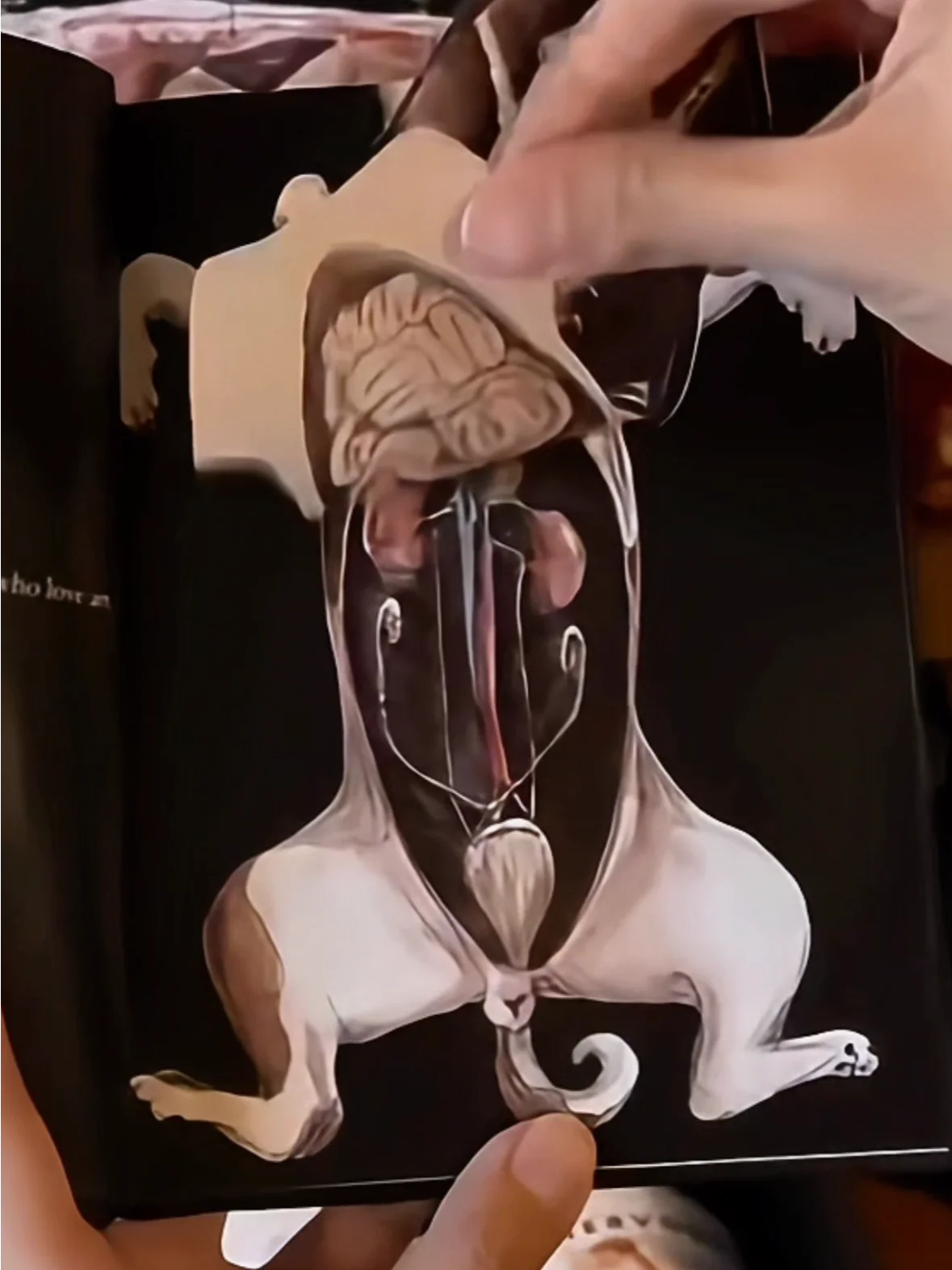 Vet Art Collector’s Gift Box product image (12)