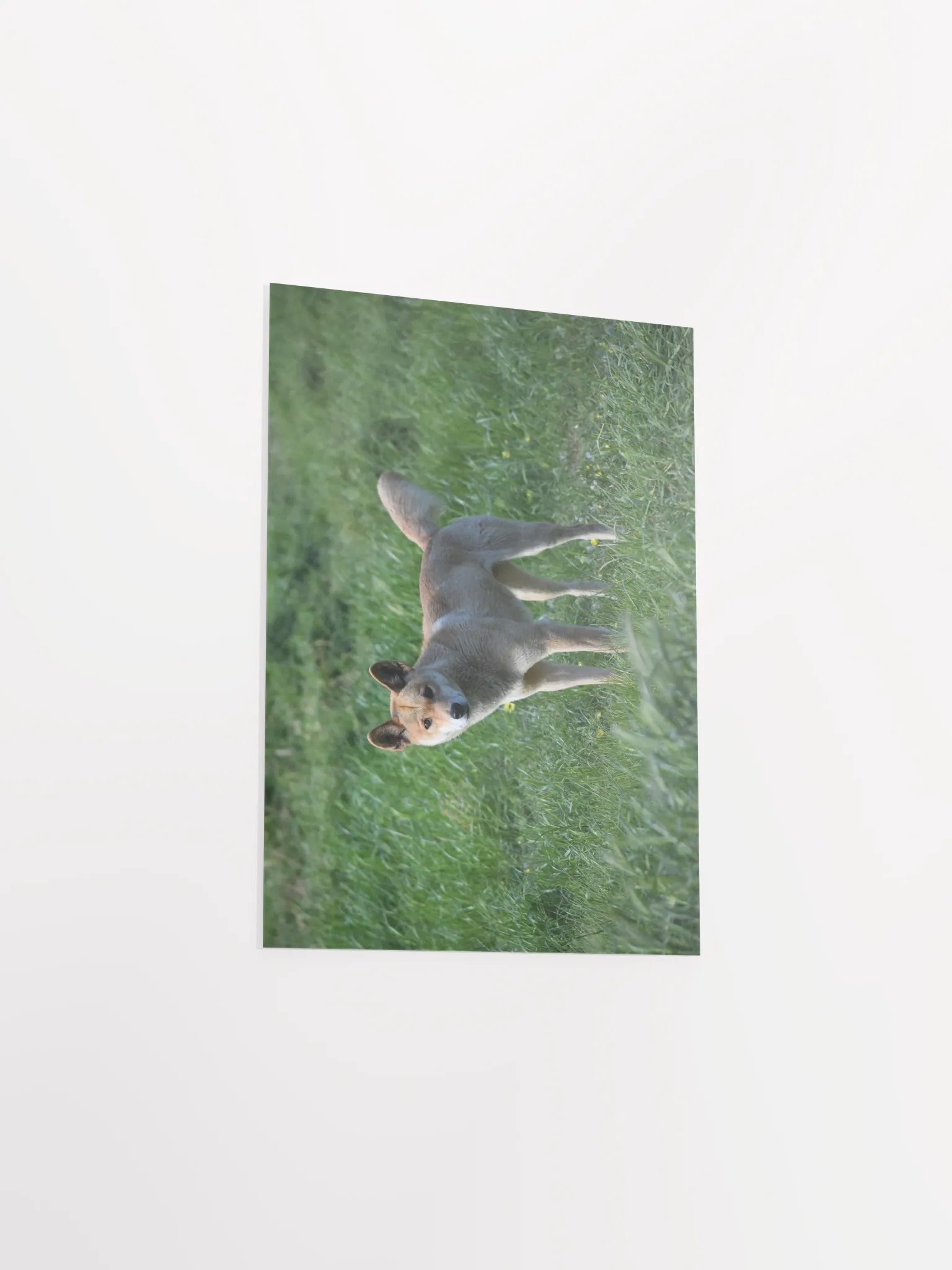 Dingo - 2 product image (3)