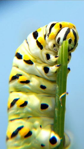Look closely at this caterpillar's face and you'll notice something... those aren't real eyes.

Black swallowtail caterpillar...