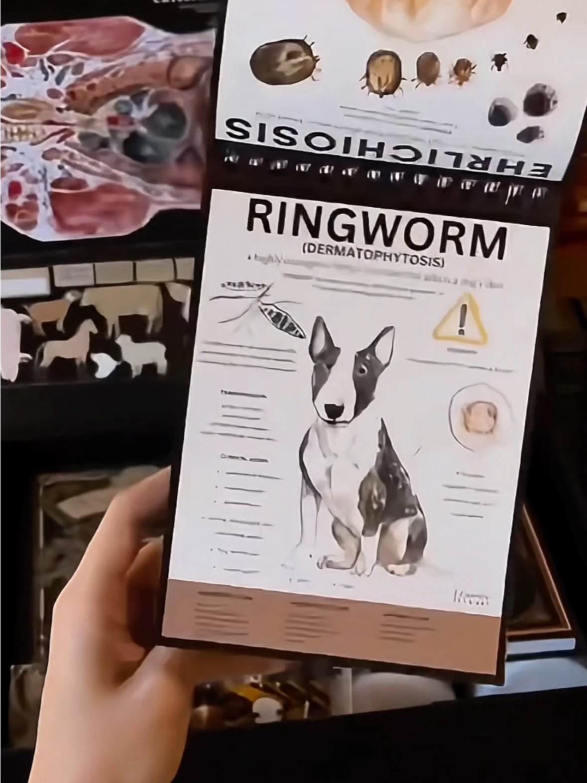 Vet Art Collector’s Gift Box product image (9)