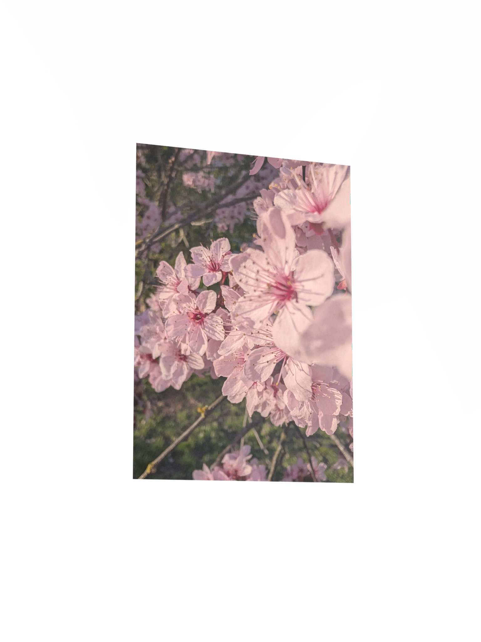 Cherry Blossoms product image (10)