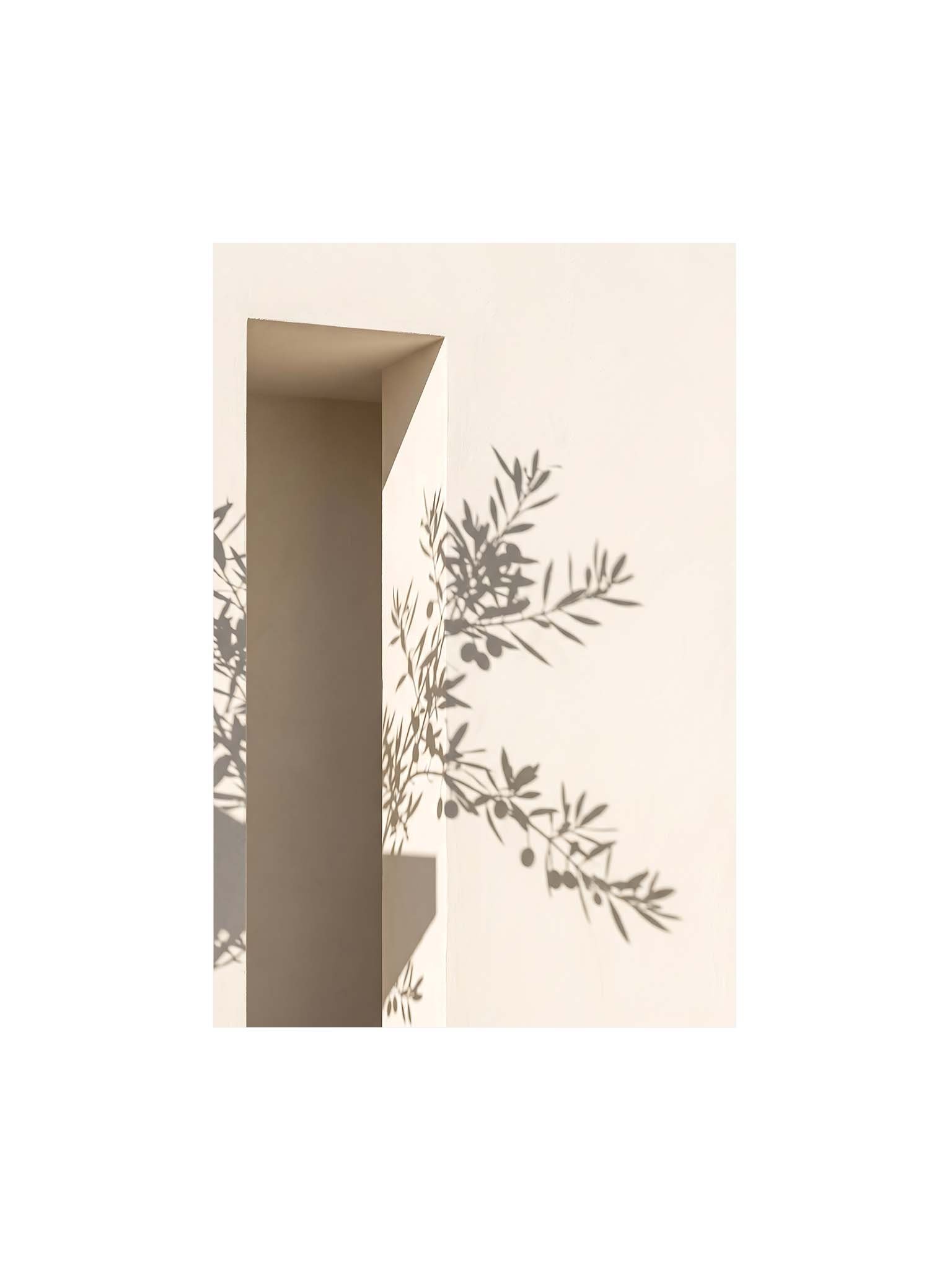 Olive Branch - Mediterranean Botanical Shadow Wall Art product image (1)