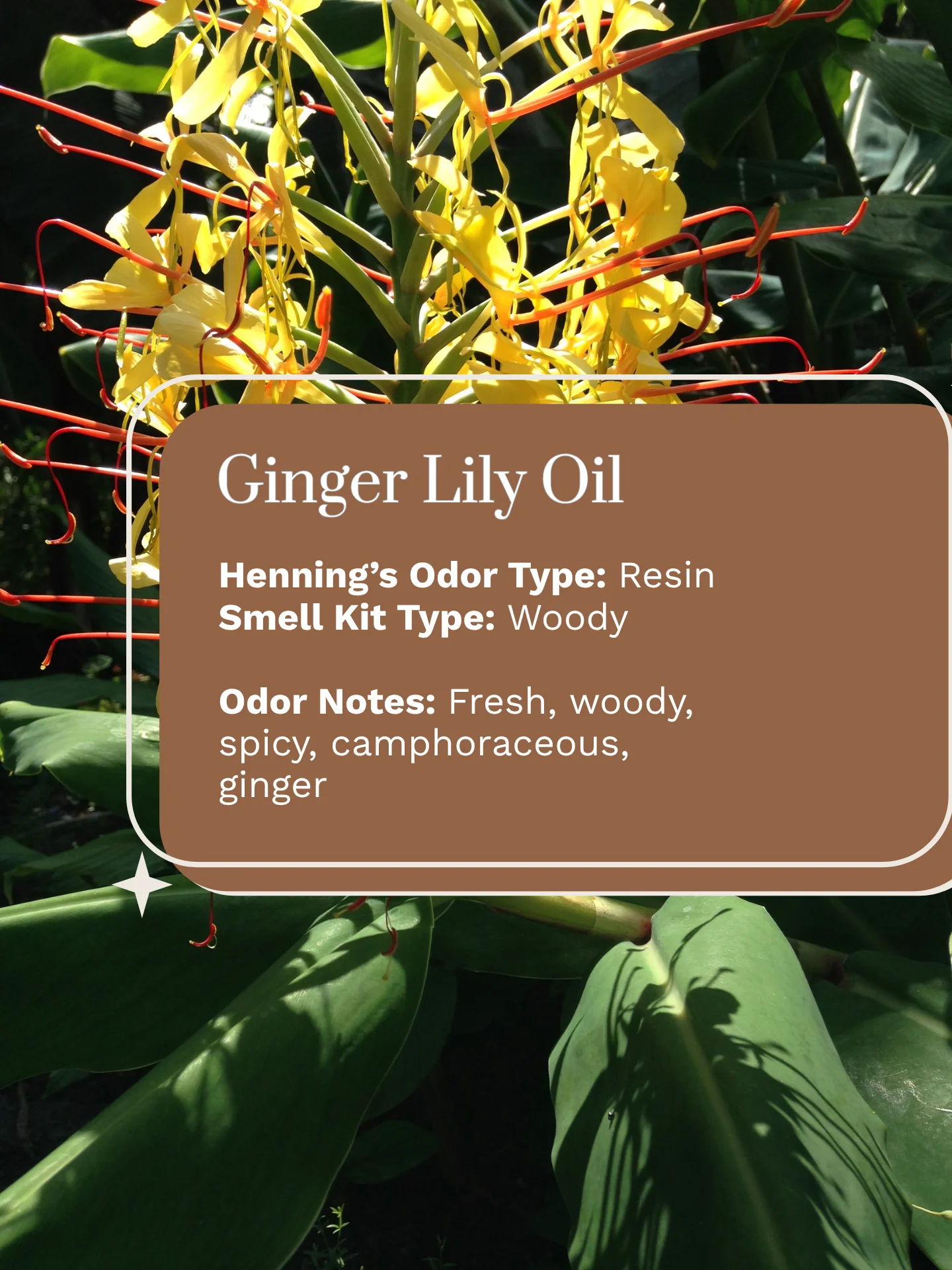 Olfaria Smell Training Kit | Set 5 | 5 Single-Note Essential Oils | Olfactory Training / Smell Loss product image (4)