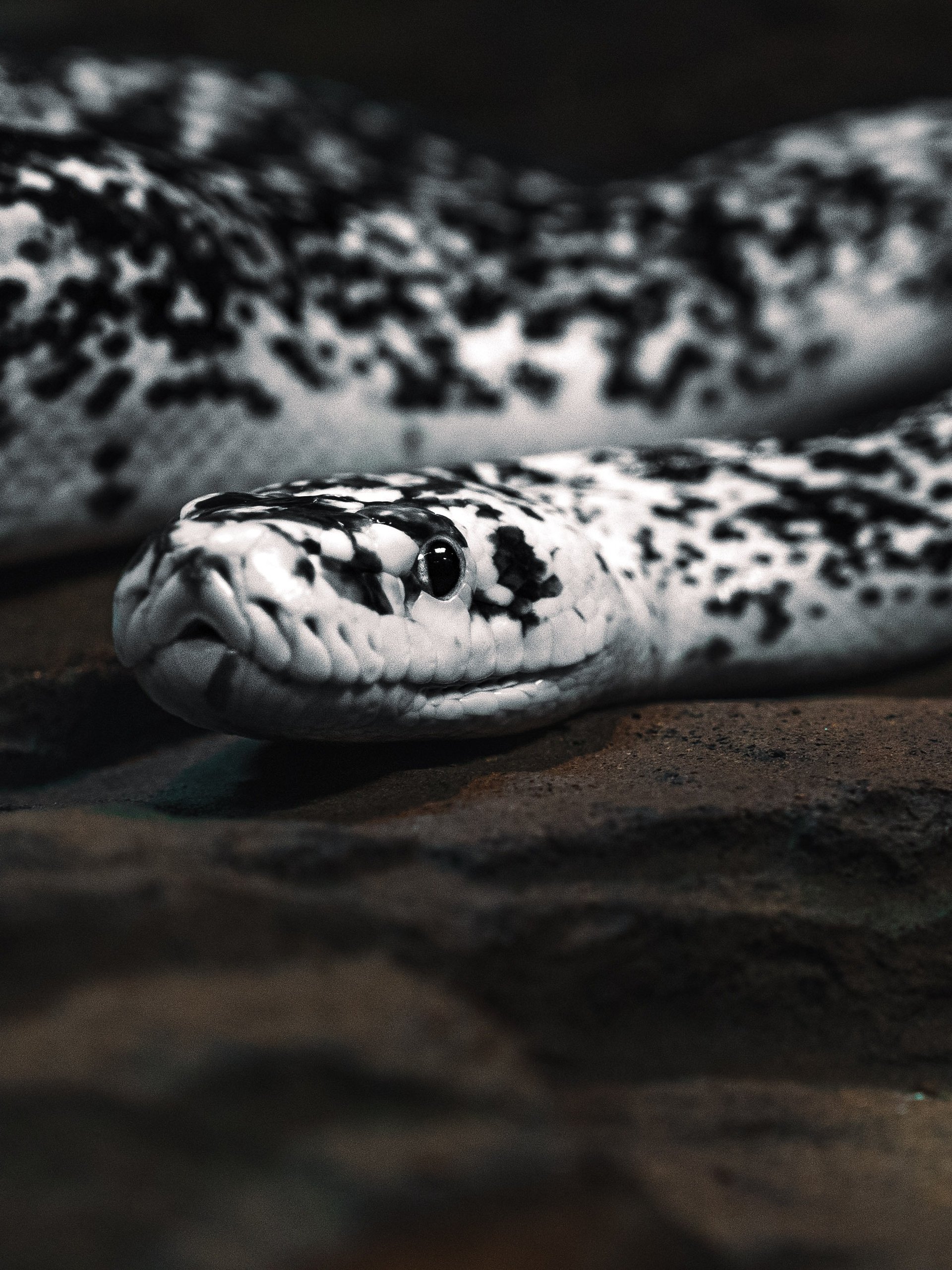 Cow Retic #8 product image (1)