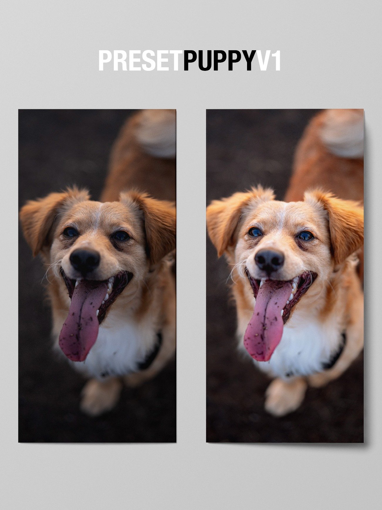 CUTE DOG PRESETS product image (10)