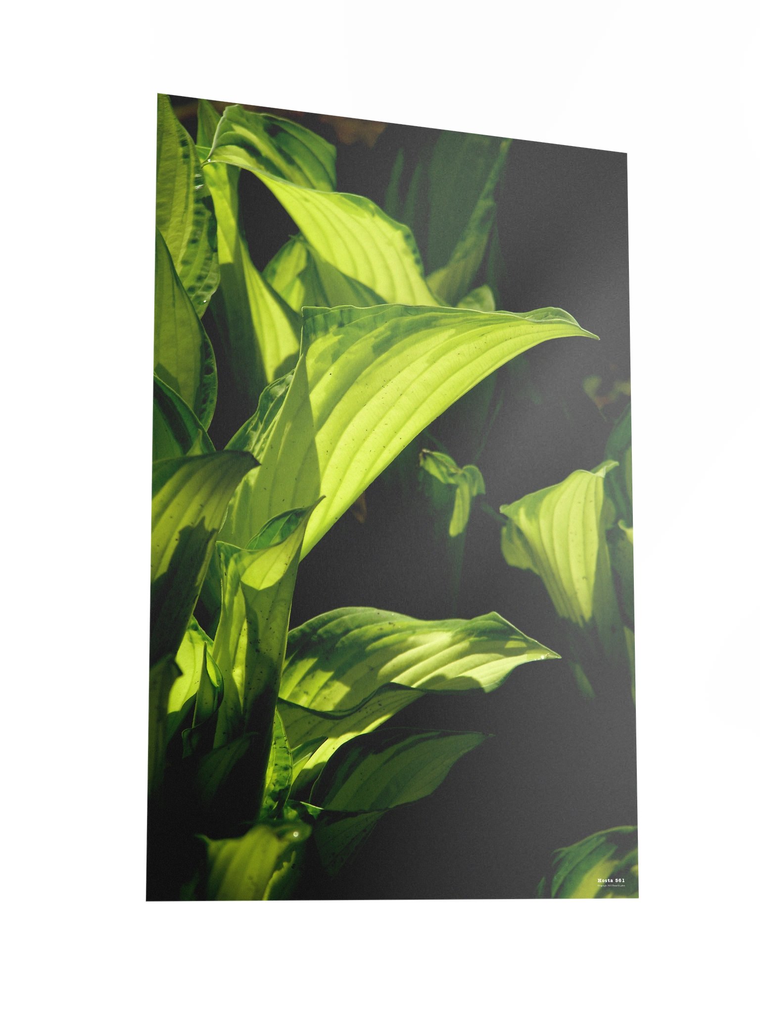 Hosta 561 Poster product image (3)