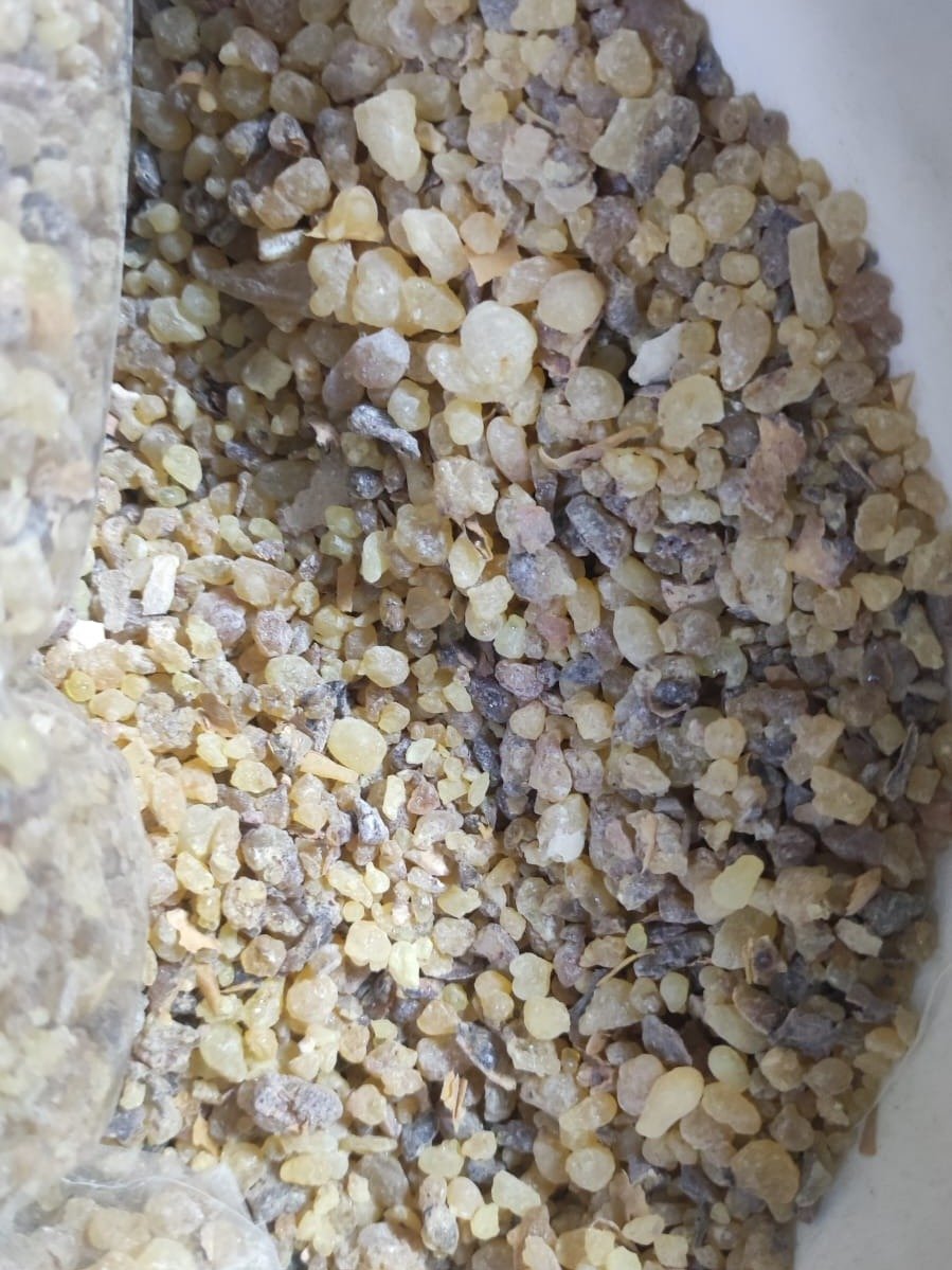 Frankincense Resin (Boswellia sacra, Oman) product image (3)