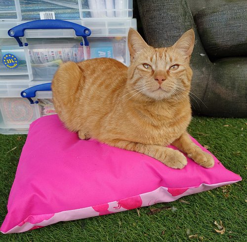 Barney being cute this caturday!