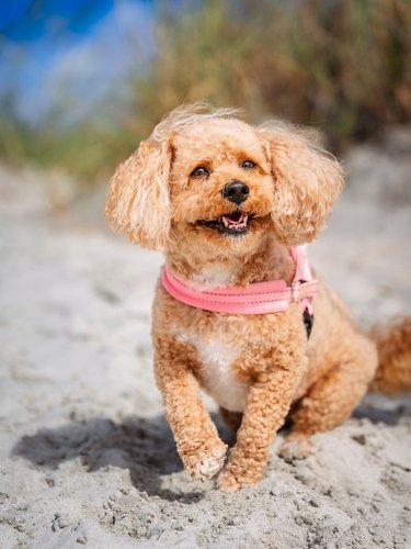 Happy Woof Wednesday from Bailey (6)

Bailey was having a blast on the beach with her humans. Couldn’t help but stop and ask ...