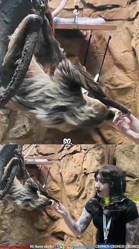 faced my fears and met a sloth for the first time ever named “lilo” at @legaseaaquarium in michigan during a IRL stream! 🖤 #t...