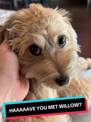 She seems to like it 😅 #puppy #dogtok #animals #dogs #petsoftiktok 