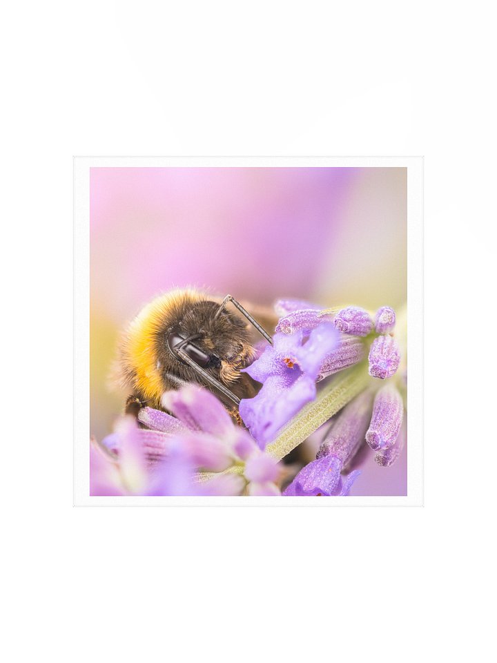 Bee and Lavender product image (3)