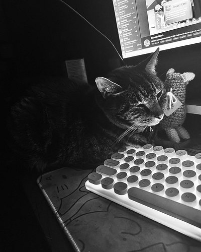 The best gaming buddy ❤️

#cats #cuddlebuddy #gamer #catgamer