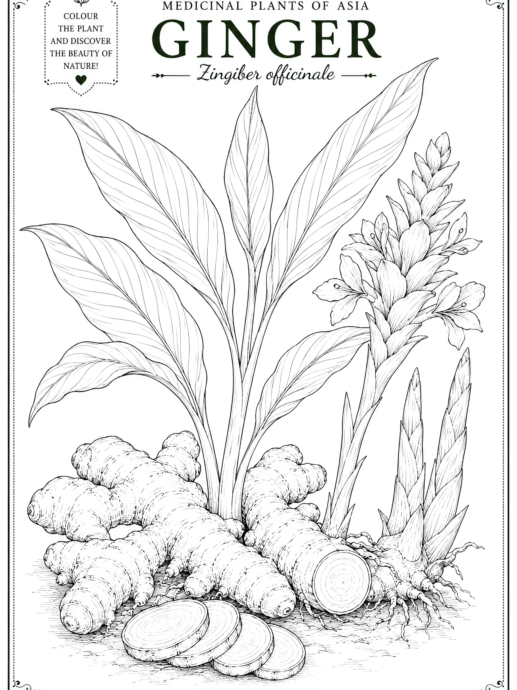 Medicinal Plants of Asia product image (6)
