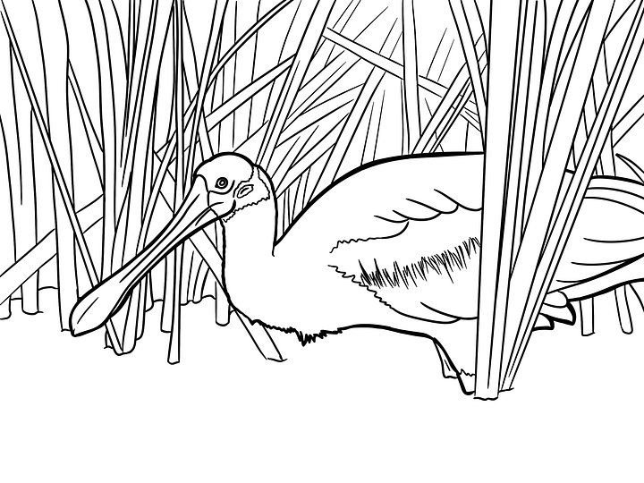 Coloring Page: Roseatte Spoonbill product image (1)