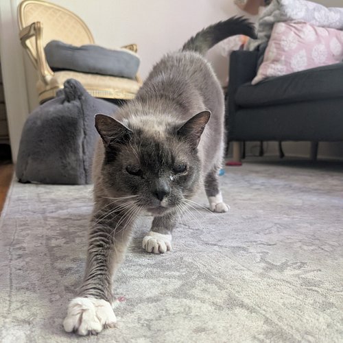 Don't forget to do your stretches!

#purrlates #bigstretch #catlife #pilates #adoptdontshop
