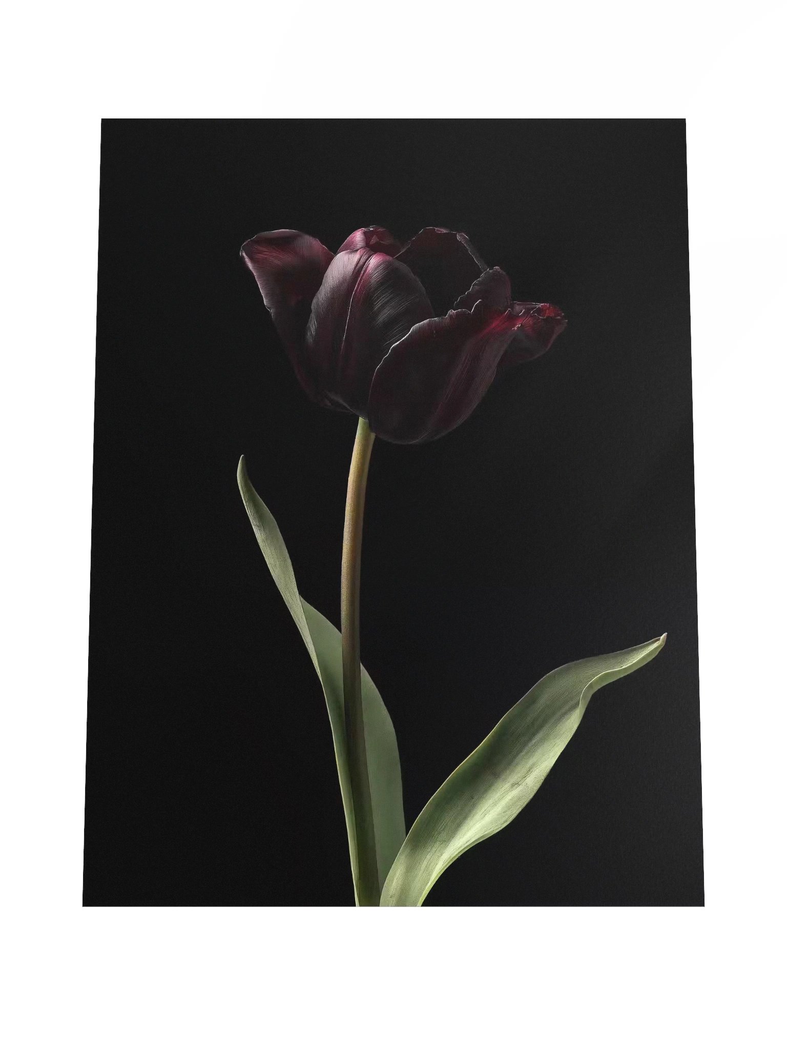 Tulips After Dusk II — Solitary Flame Fine Art Print product image (4)
