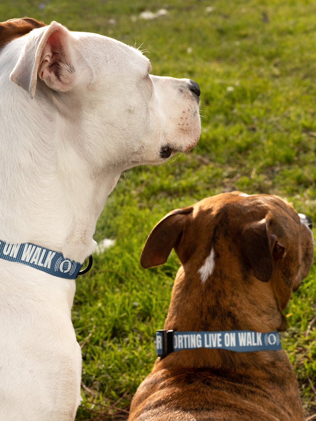 Reporting Live On Walk Dog Collar product image (10)