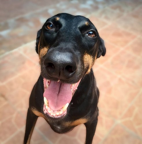 Happy International Dog Day. Please share pictures of your dogs 🤗

#internationaldogday #dogsmakelifebetter #dogsarefamily