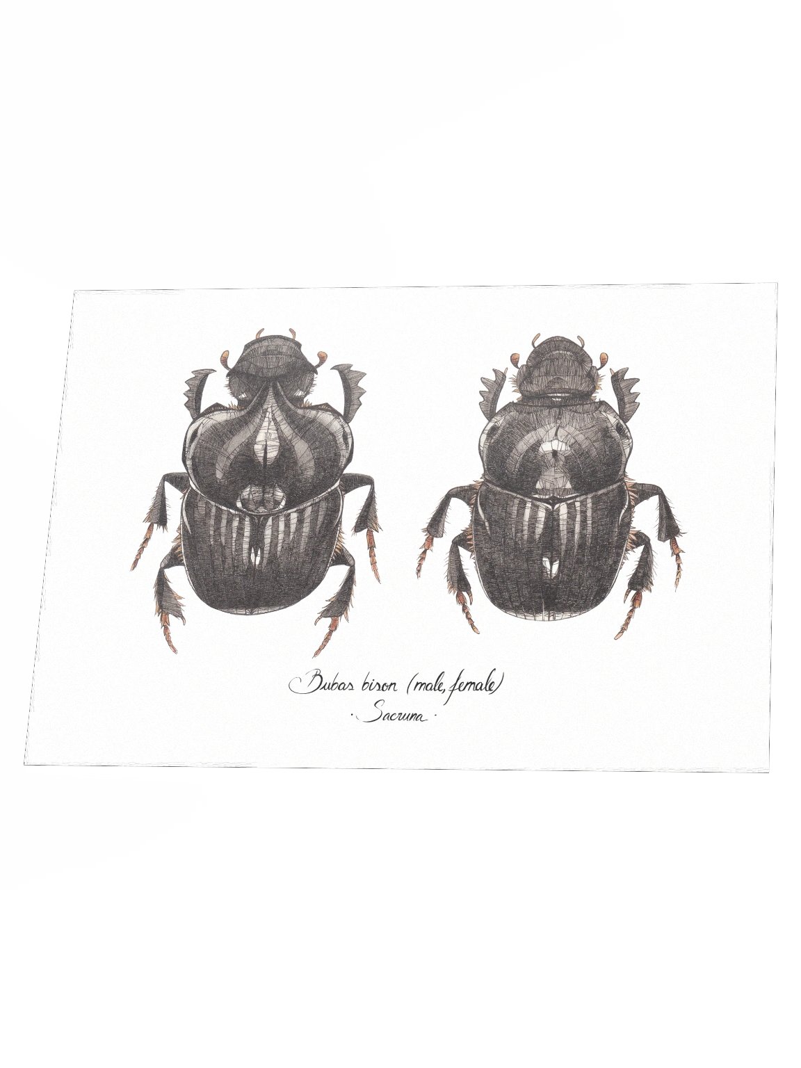 Bubas Bison • Print product image (3)