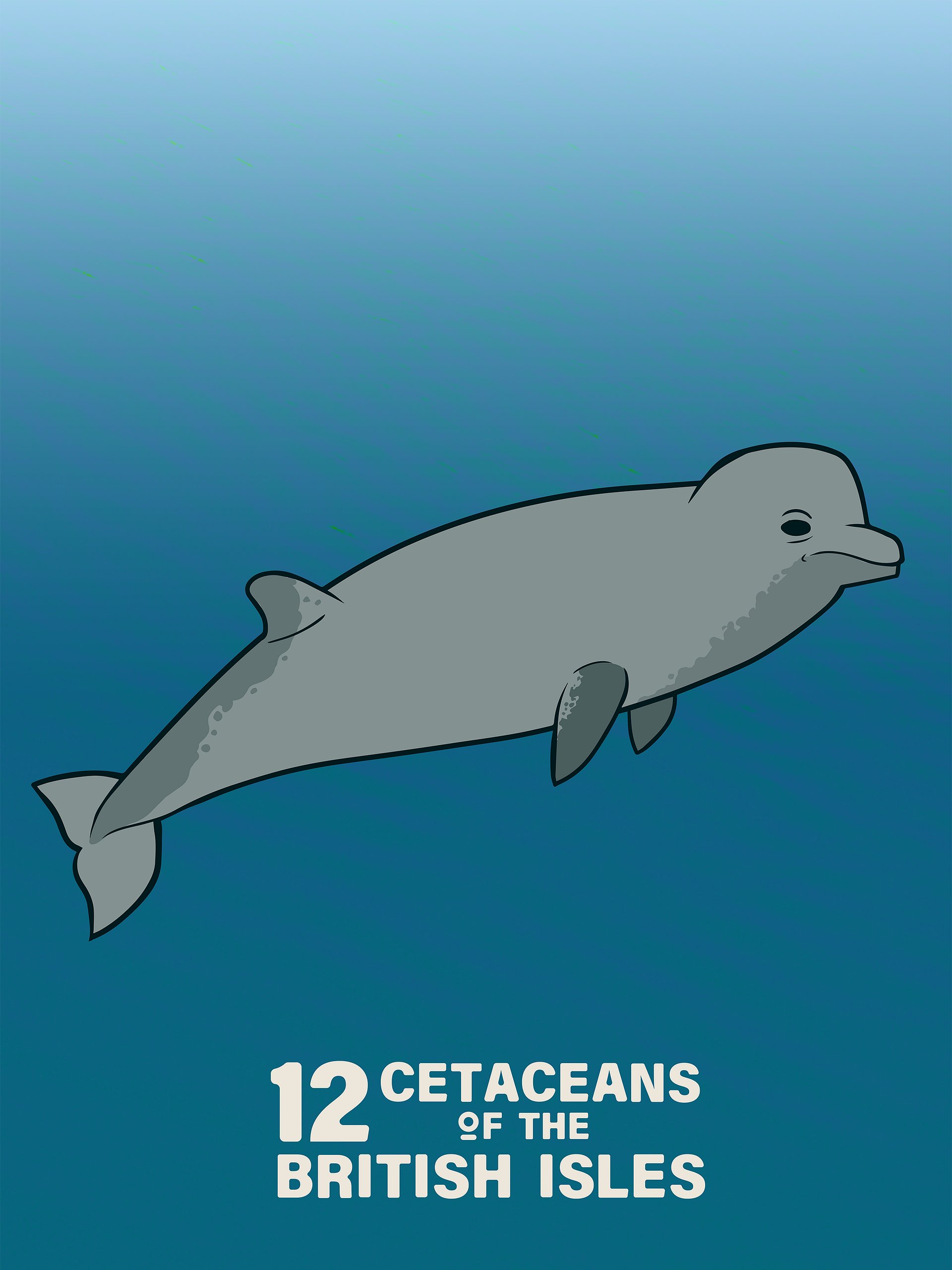 12 Cetaceans of the British Isles product image (6)