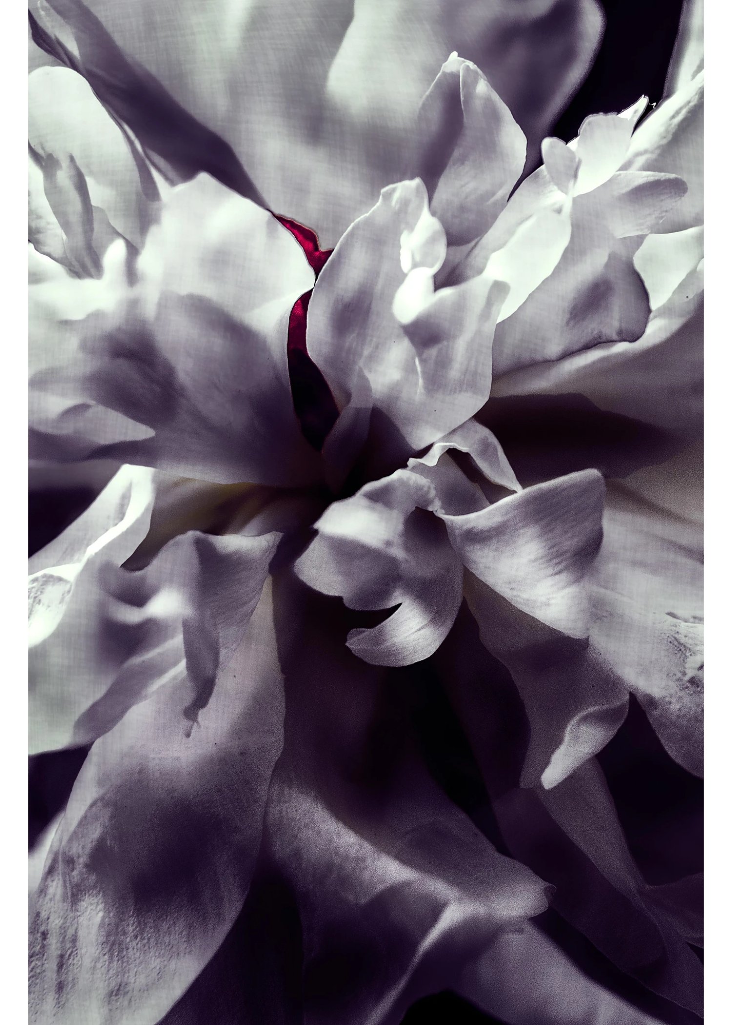 Peony Heart - Print product image (1)