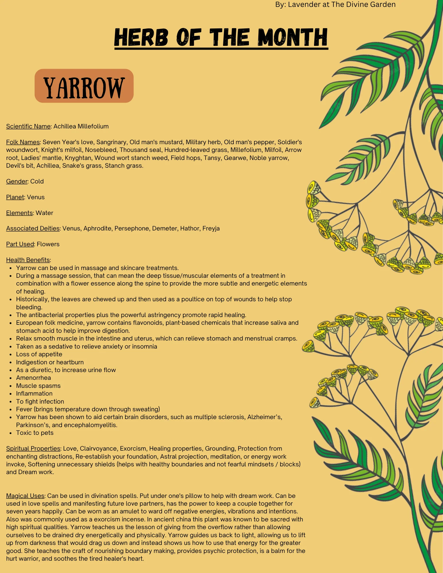 Yarrow product image (1)