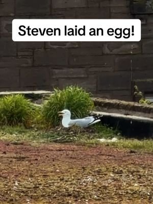 I think? You tell me that’s not an egg laying face 🤔  #fyp #foryou #seagull #feedingsteven #birds