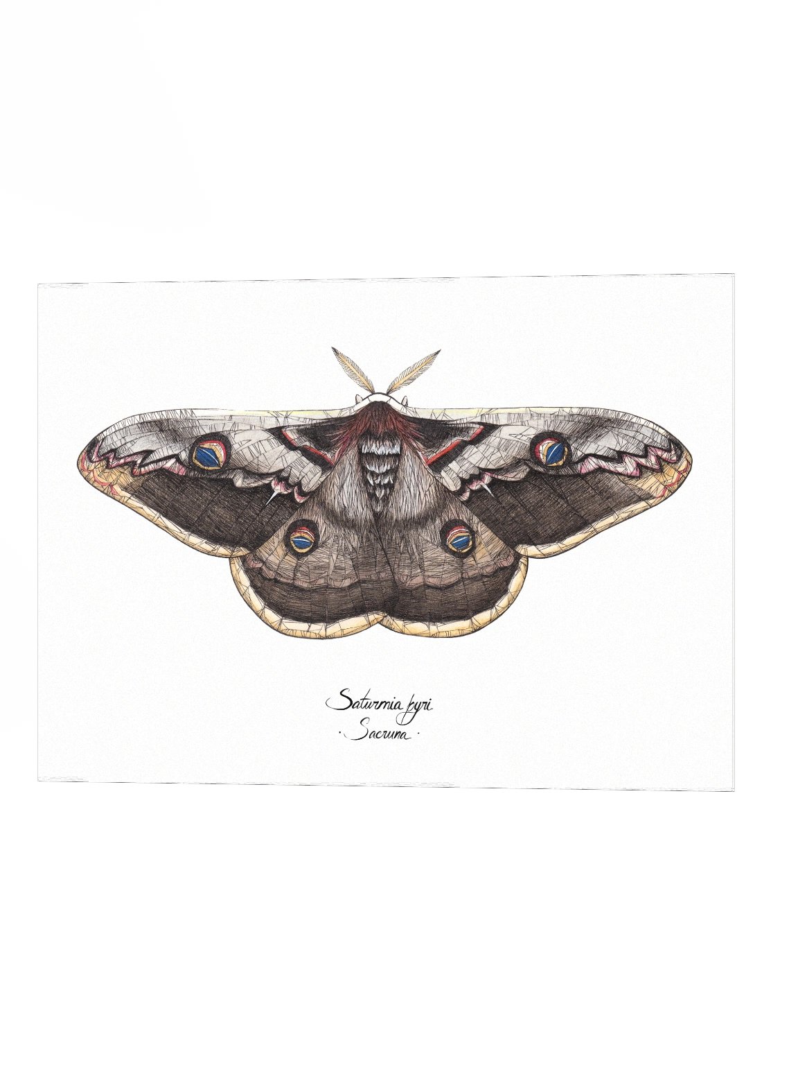 Saturnia Pyri • Print product image (3)