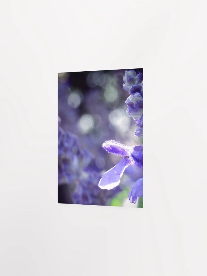 Wisteria 5 product image (15)