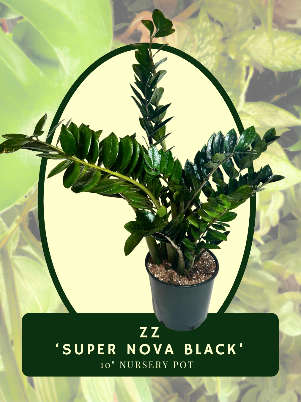 ZZ Super Nova Black product image (1)