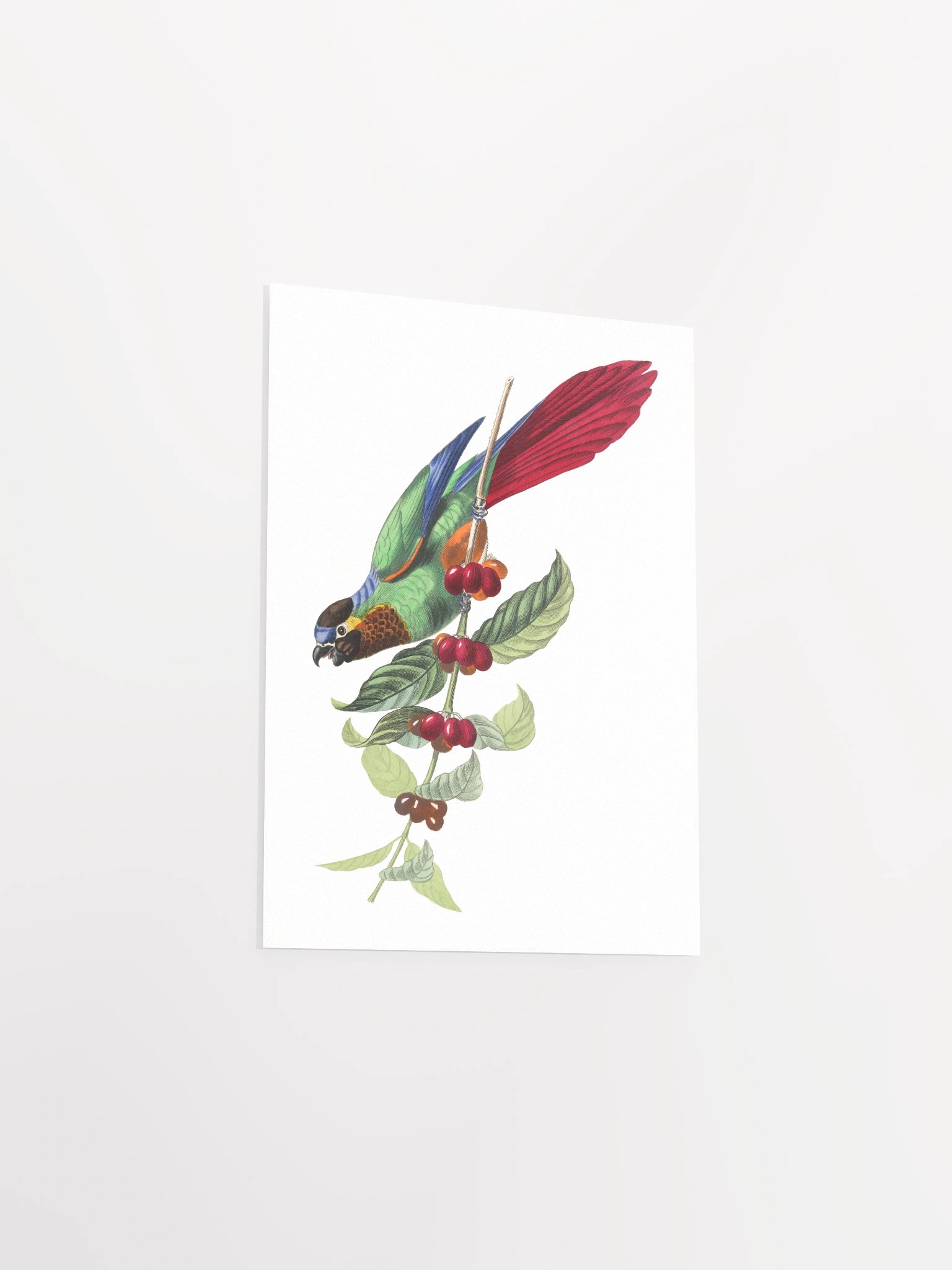 Vibrant Avian Delight Poster product image (24)