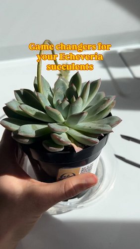 This and MOUNTAINS of other care tips, plant history, and interviews available on the Plant School Podcast! Available on any ...