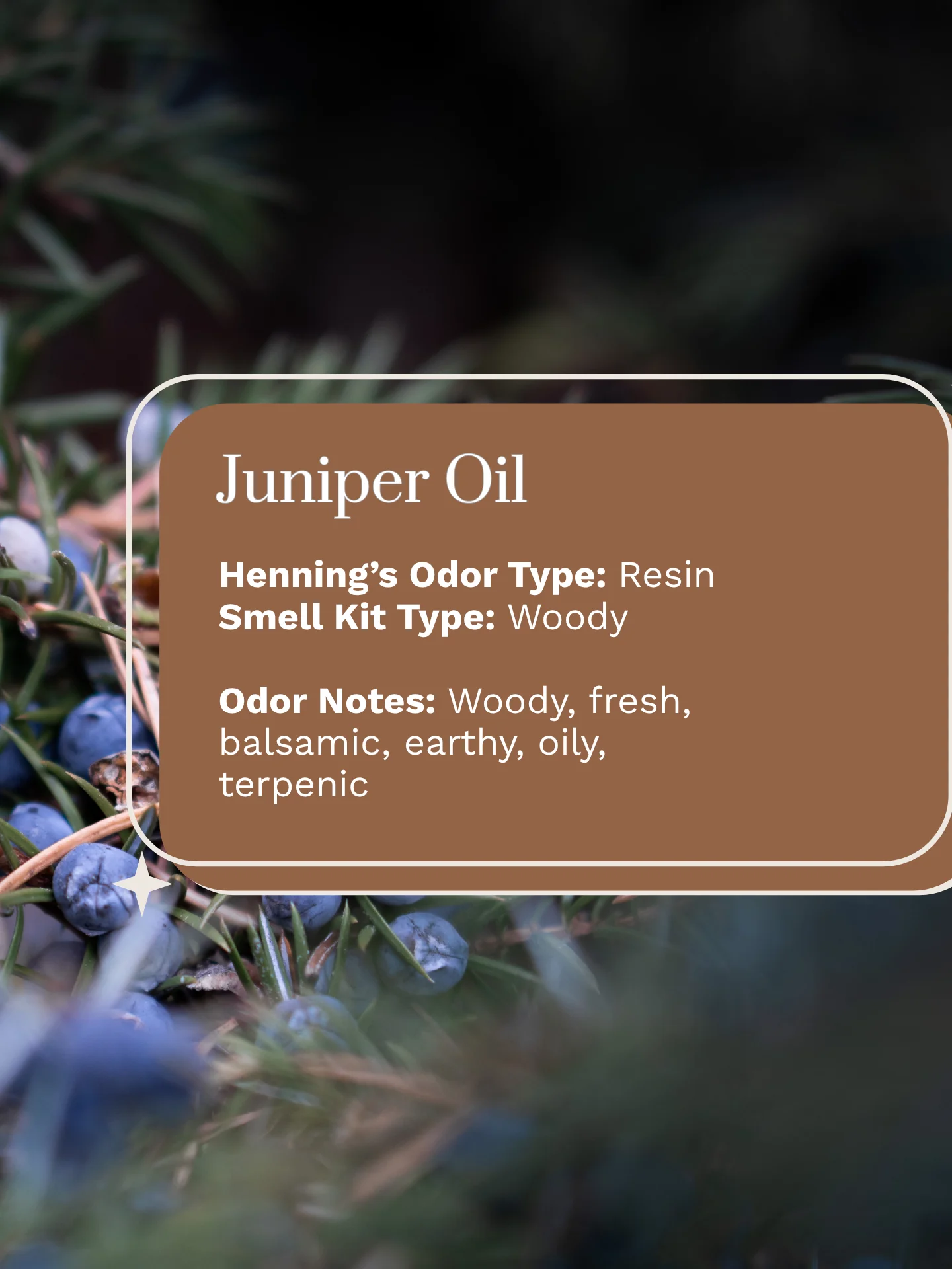 Olfaria Smell Training Kit | Set 3 | 5 Single-Note Essential Oils | Olfactory Training / Smell Loss product image (4)