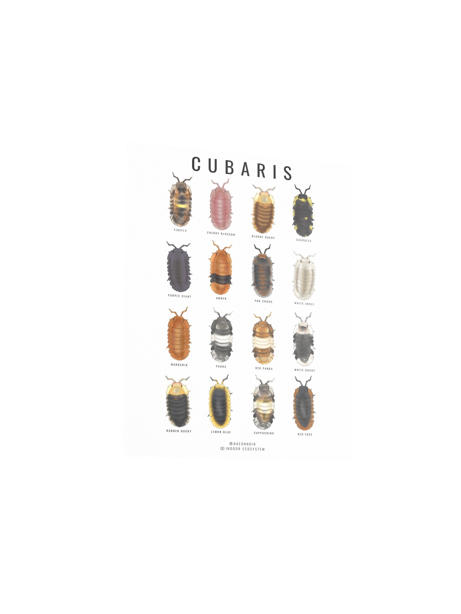 CUBARIS ISOPODS POSTER (WHITE) product image (3)