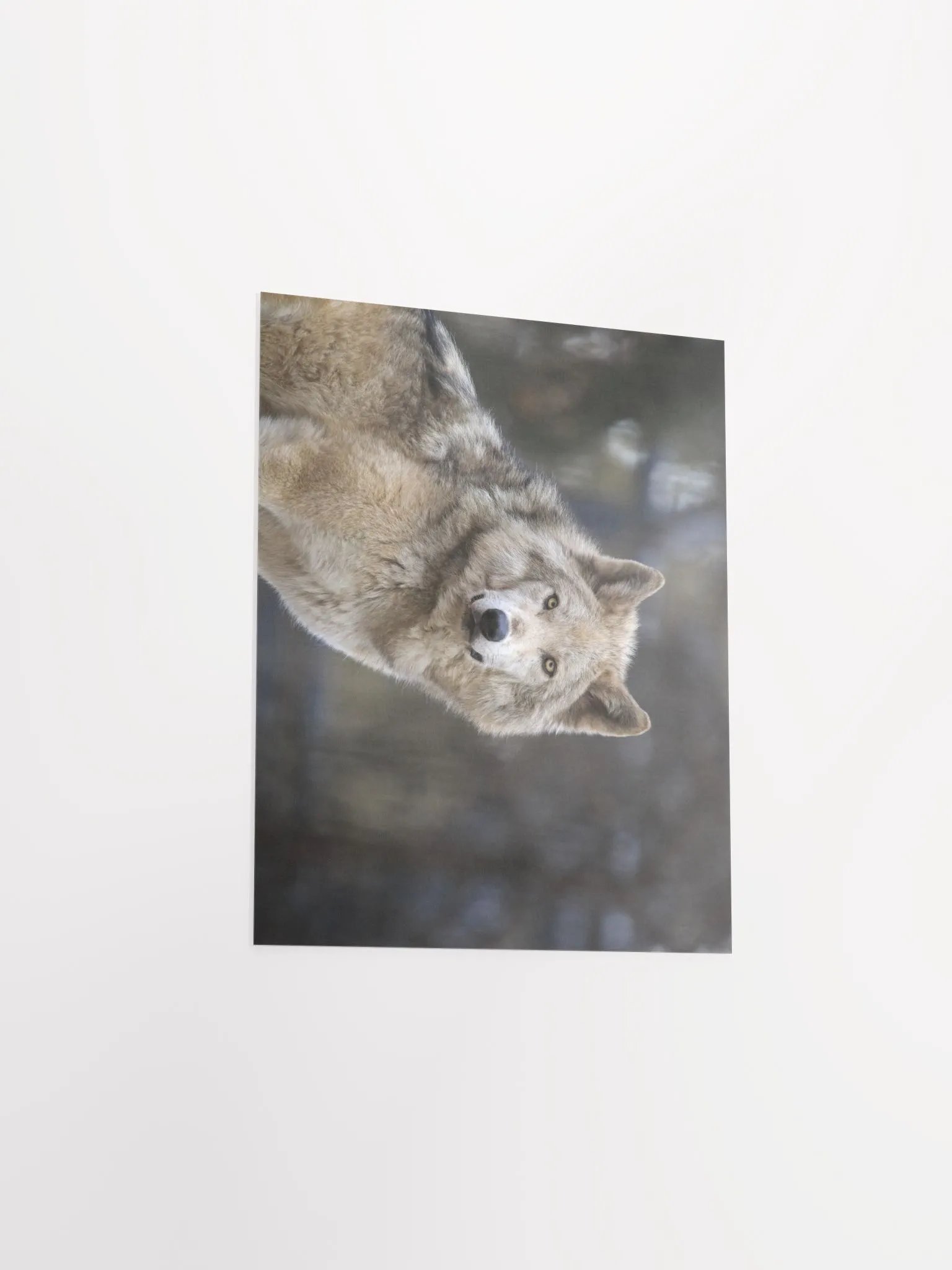 Grey Wolf Poster product image (5)