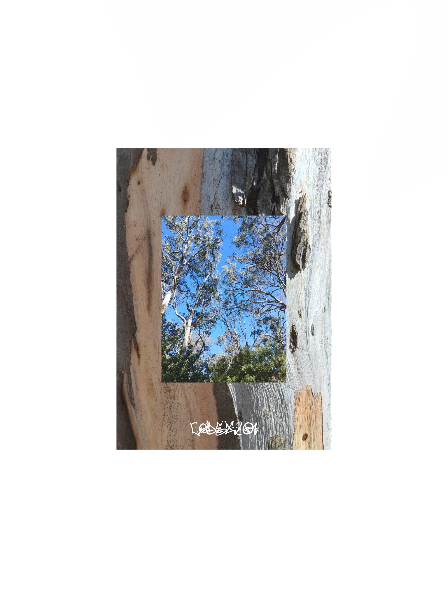 Bark 2 Bark product image (1)