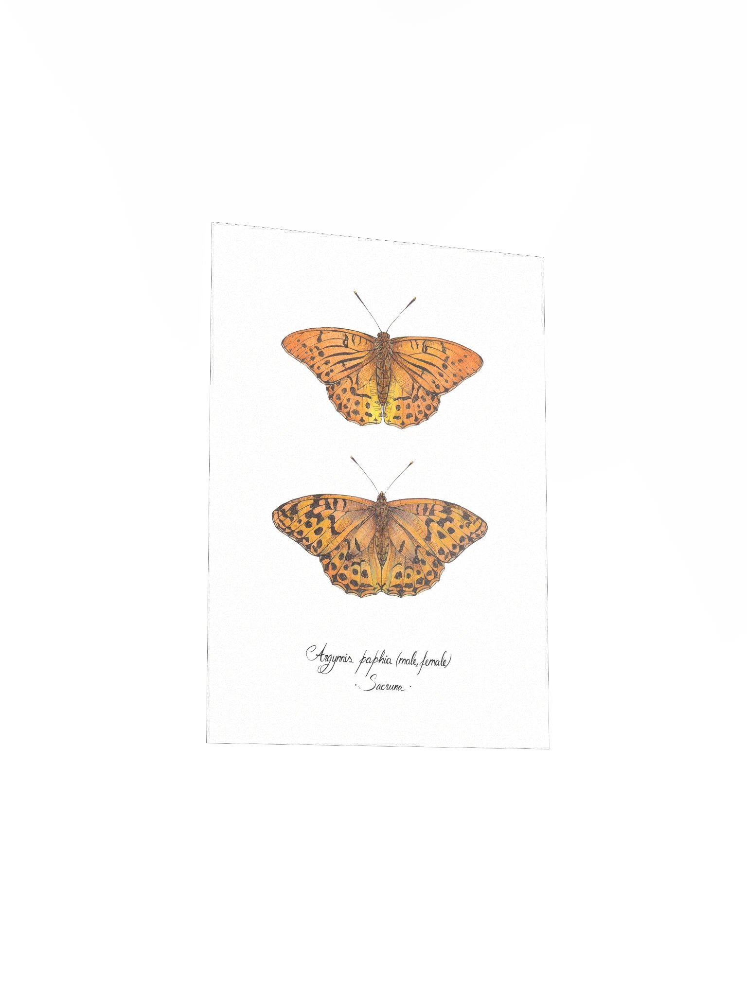 Argynnis Paphia • Print product image (5)