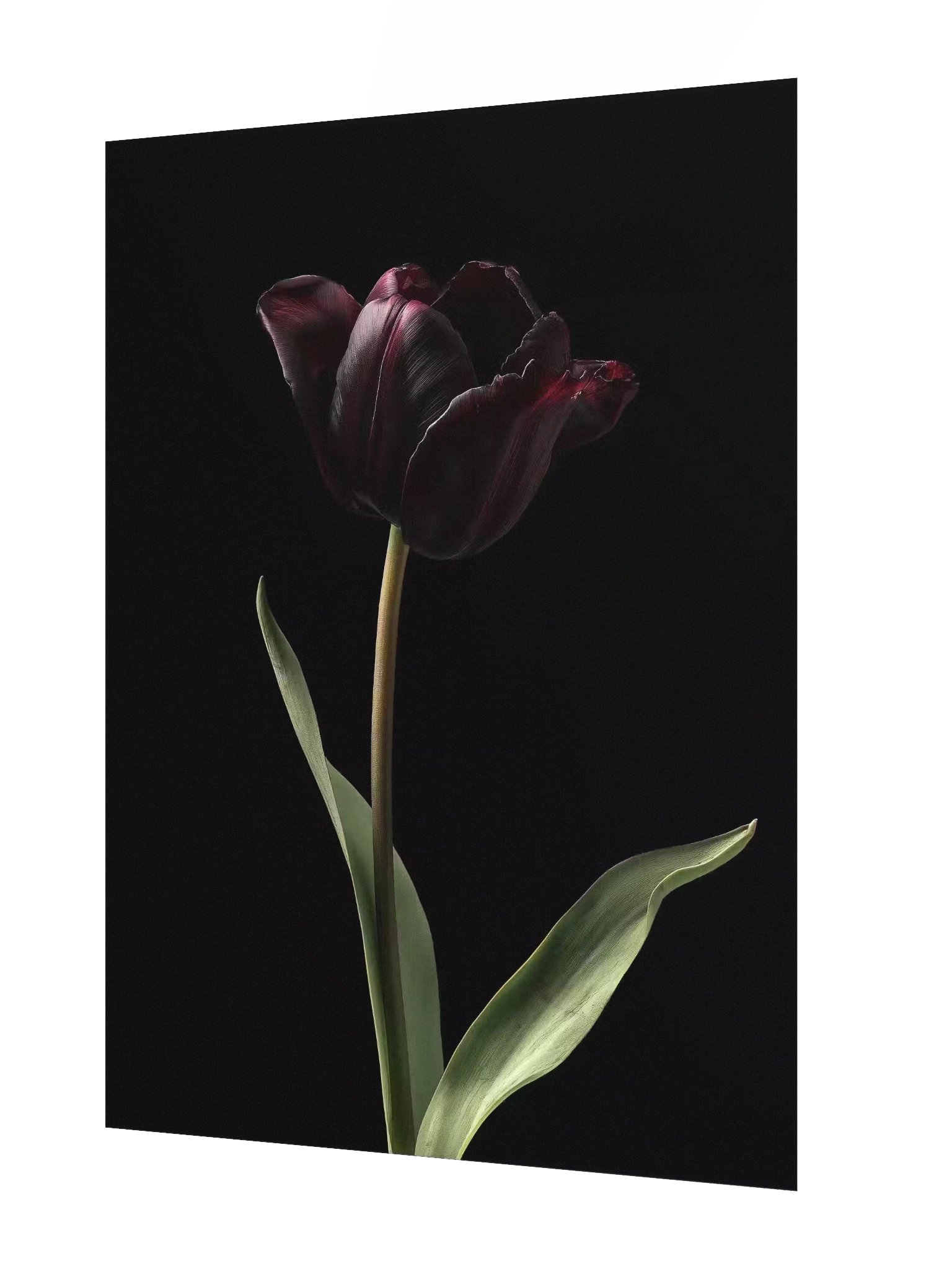 Tulips After Dusk II — Solitary Flame Fine Art Print product image (2)