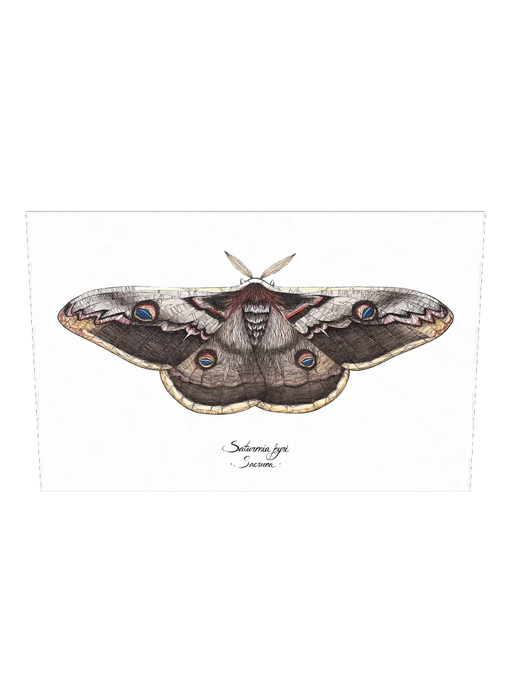 Saturnia Pyri • Print product image (2)
