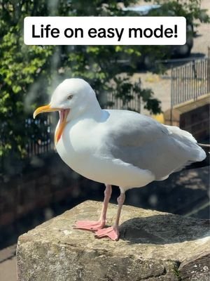 He’s living life on easy mode & I love that for him ❤️ #fyp #foryou #seagull #birds #feedingsteven