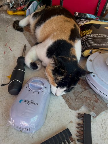 Catty taking a break from doing home repairs.