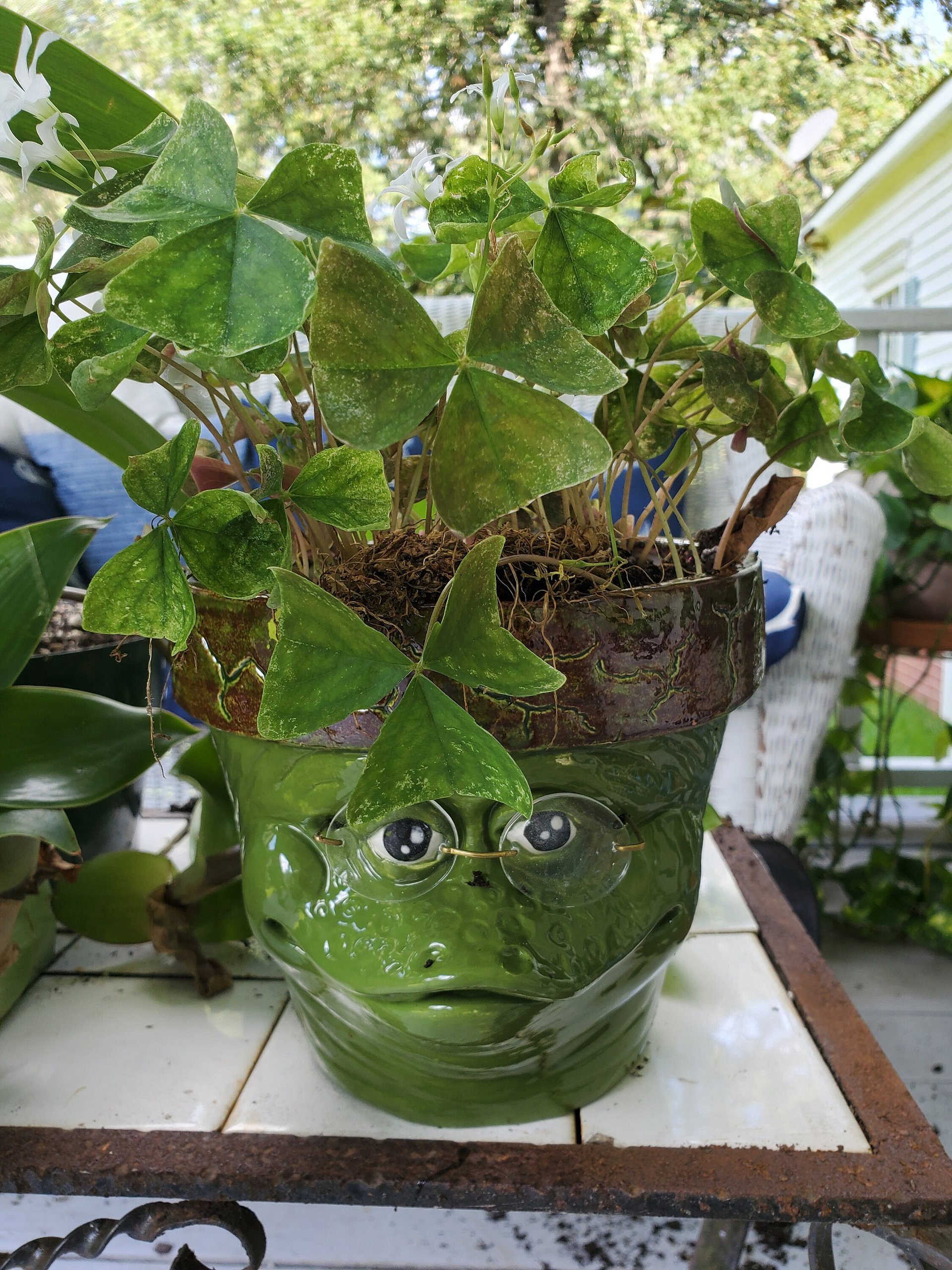 Wise frog planter, garden planter, flowerpot, ceramic product image (3)