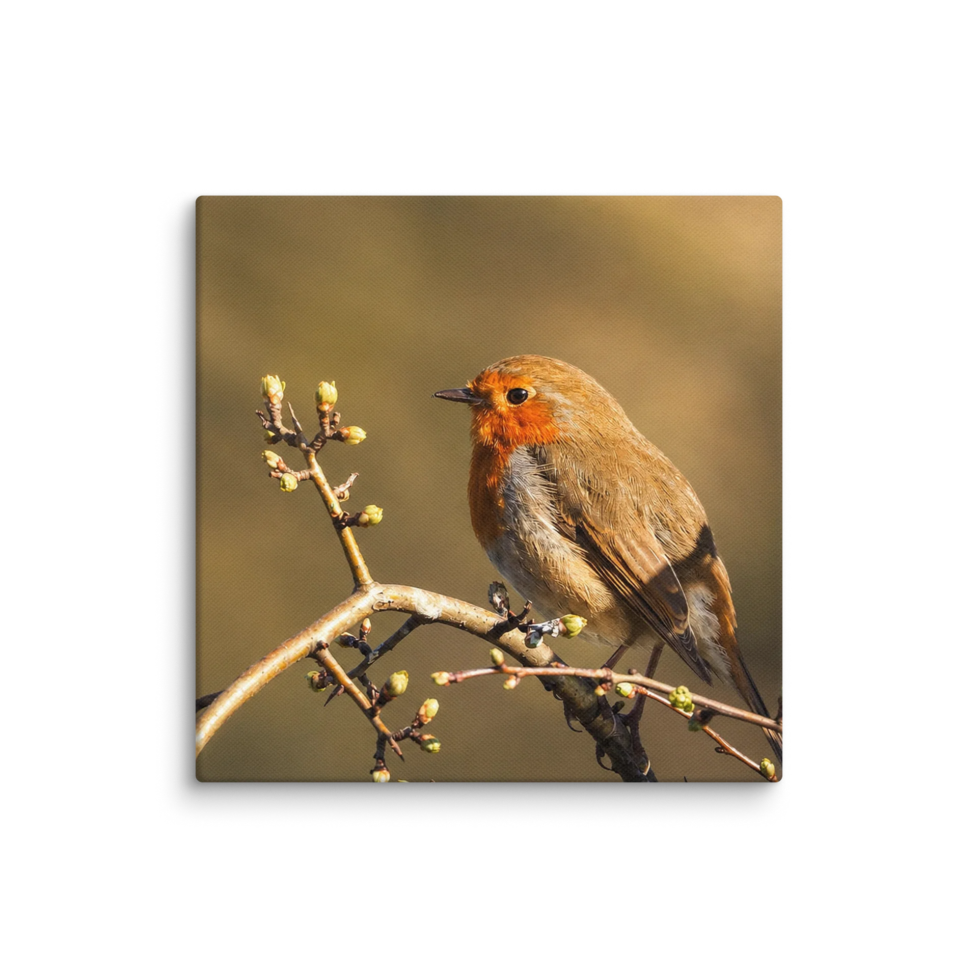 Golden hour Robin Bird Canvas product image (5)