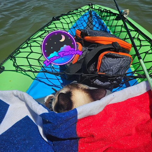Chirithy lays under a towel for shelter when the sun is too bright. #munchkin #munchkincat #cat #ILoveHer #kayaking