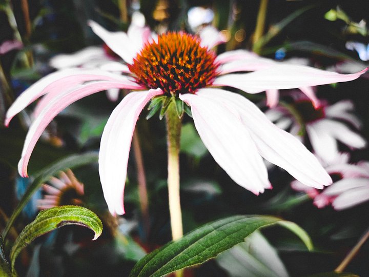 Fiona the Flower. product image (2)