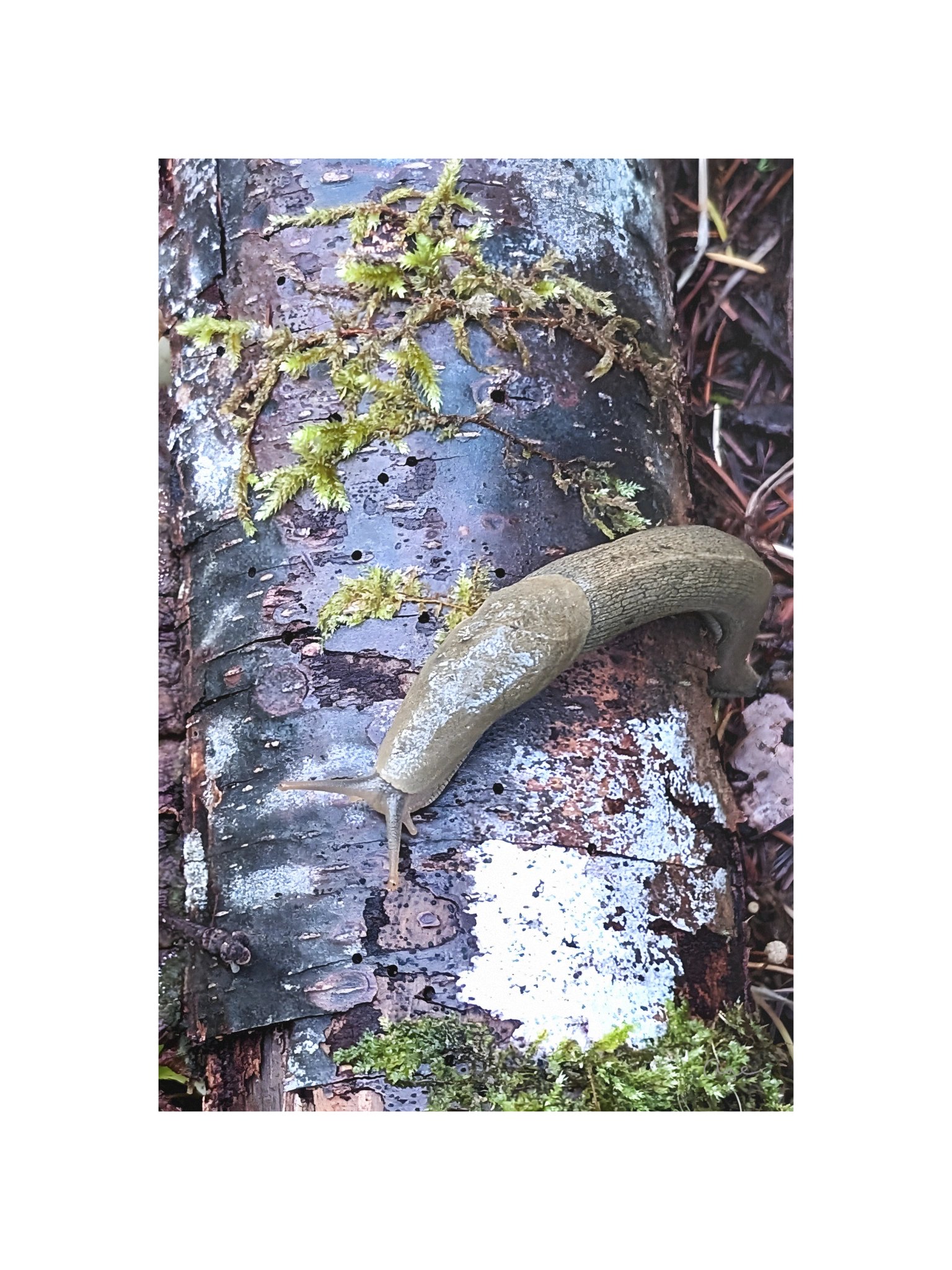 The Patient Explorer - Fine Art Print product image (1)